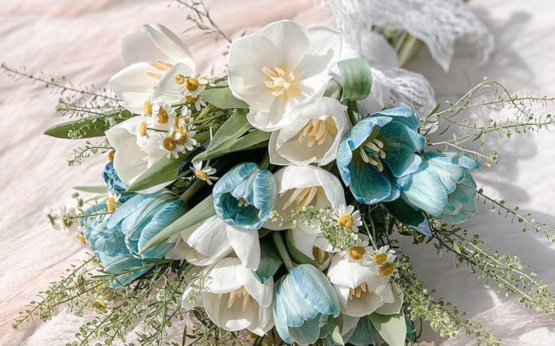 Blue x White Tulips